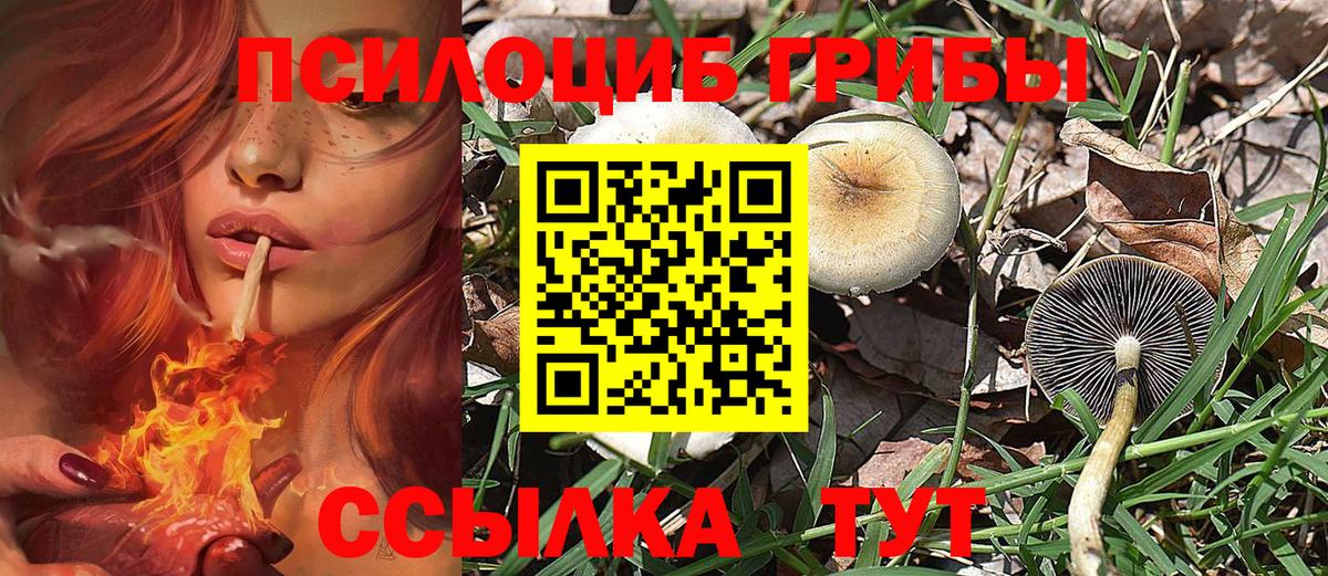 Королёв  Псилоцибиновые грибы ЛСД  Вход с VPN 